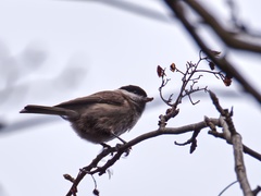 Poecile palustris