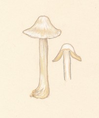 Inocybe umbratica