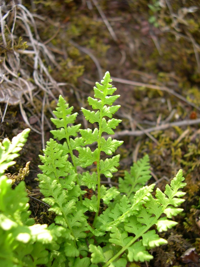 cliff ferns