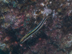 Plagiotremus azaleus