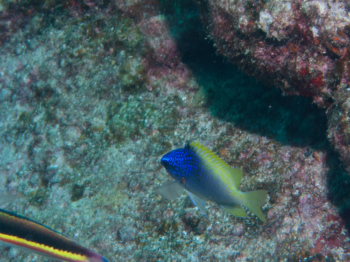 Limbaugh's chromis (Chromis limbaughi) — Pomacentridae — 3
