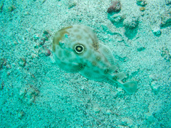 Diplobatis ommata