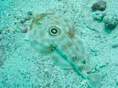 Diplobatis ommata