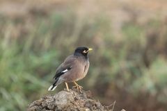 Acridotheres tristis