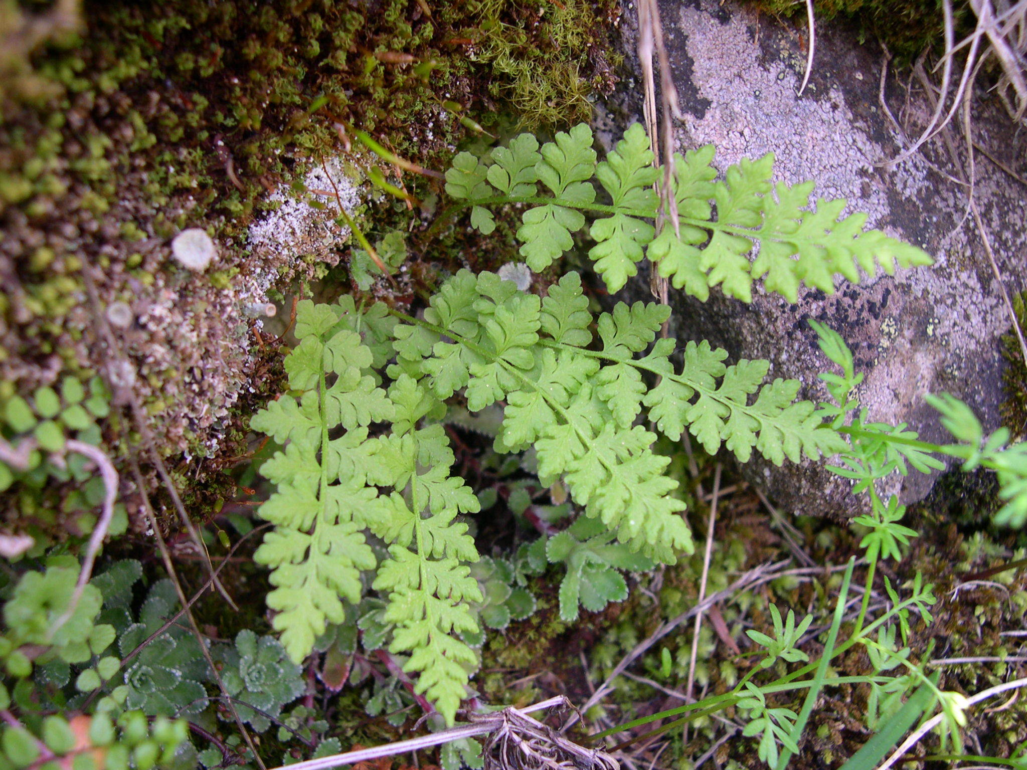 Woodsia alpina