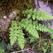Alpine Woodsia - Photo (c) Sébastien SANT, some rights reserved (CC BY-NC), uploaded by Sébastien SANT