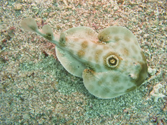 Diplobatis ommata