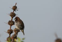 Lonchura punctulata