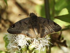 Arteurotia tractipennis