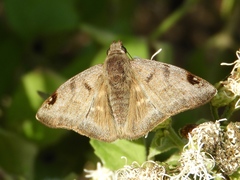 Arteurotia tractipennis