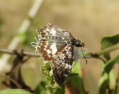 Chiomara georgina georgina