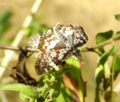 Chiomara georgina georgina