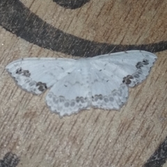 Scopula pulchellata agg