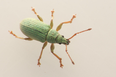 Phyllobius virideaeris