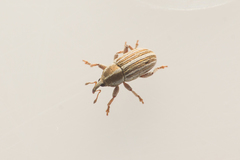 Tychius schneideri