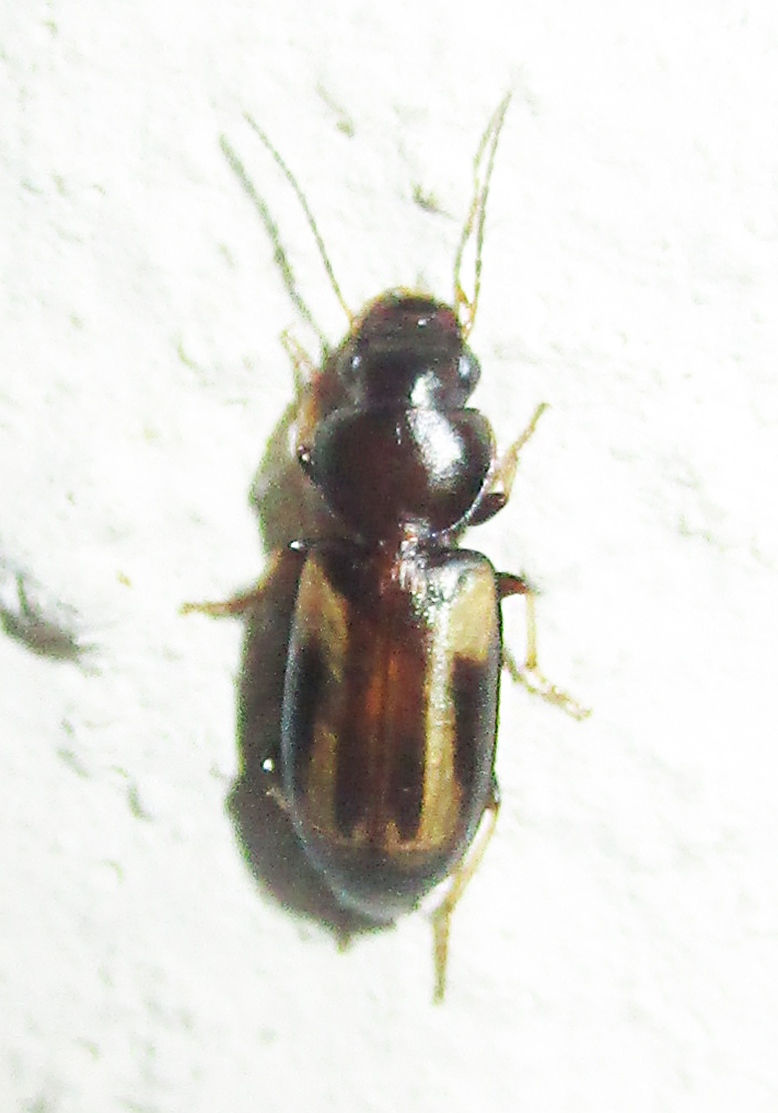 Amblystomus orpheus
