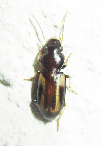 Amblystomus orpheus