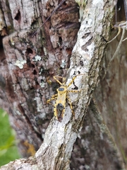 Zelus armillatus