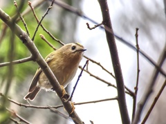 Regulus regulus