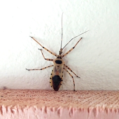 Zelus armillatus