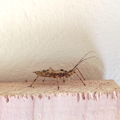 Zelus armillatus