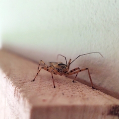 Zelus armillatus