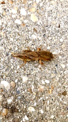 Neoscapteriscus vicinus