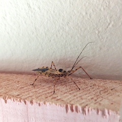 Zelus armillatus