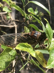 Megatibicen resonans