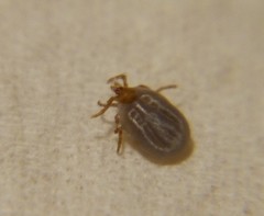 Ixodes hexagonus