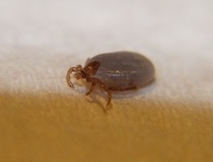 Ixodes hexagonus