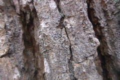 Alyxoria varia