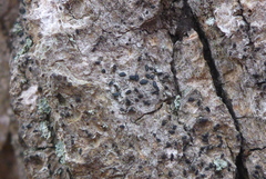 Alyxoria varia