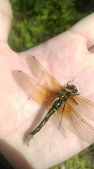 Somatochlora graeseri