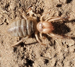Eremobatinae
