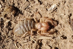 Eremobatinae