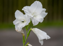 Gladiolus × hortulanus