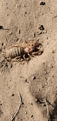 Eremobatinae