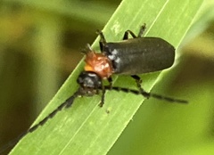 Silis ruficollis