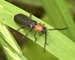 Silis ruficollis