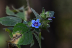 Strobilanthes pavala