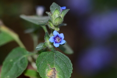 Strobilanthes pavala