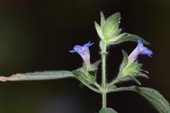 Strobilanthes pavala