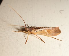 Nemotaulius hostilis