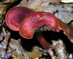 Cortinarius sanguineus
