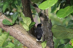 Acridotheres javanicus