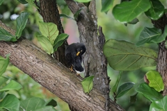 Acridotheres javanicus