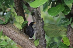 Acridotheres javanicus