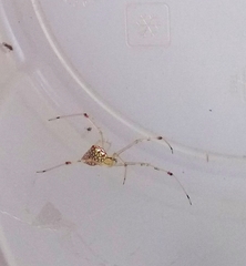 Thwaitesia margaritifera