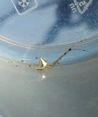 Thwaitesia margaritifera